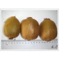 Kiwi Fruit