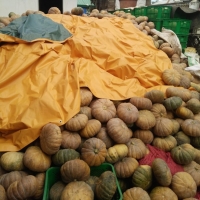 Yellow Squash