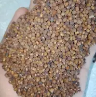 Pueraria Javanica Cover Crop Seeds