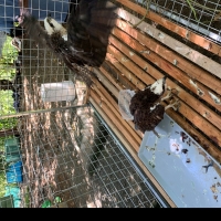 Live Birds