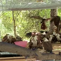 Brahminy Kites