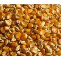 Yellow maize/Corn