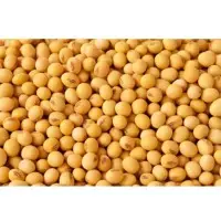 Soybean