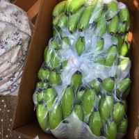 Cavendish Banana