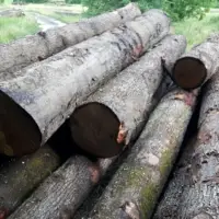 Oak Logs