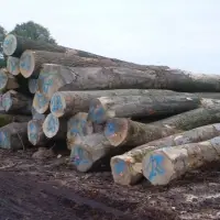 Ash Logs
