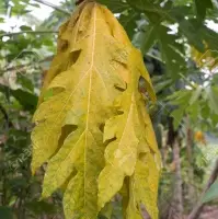 Papaya Leaf Sheradded