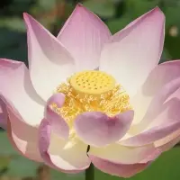 Lotus tea Herbal Blends