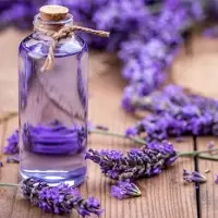 Lavender Oil Terpenes