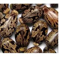 Castor Seeds
