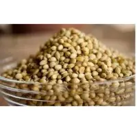 Coriander Seeds