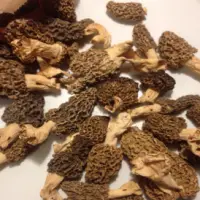 Dried Morel Mushroom
