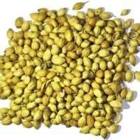 Coriander Seeds