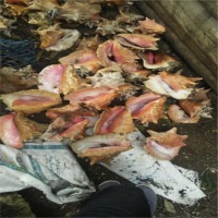 Raw Shell Queen Conch