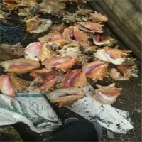 Raw Shell Queen Conch
