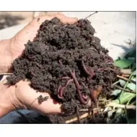 Vermicompost