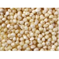 Sorghum