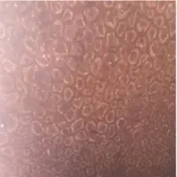 Oman Red Marble