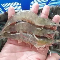 Vannamei Prawns