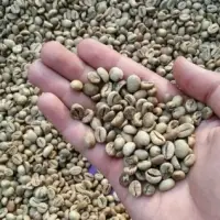 Robusta Benjor