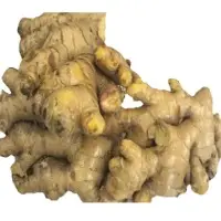 Ginger