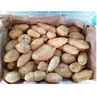 Cilembu Honey Sweet Potato