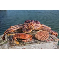 Crabs