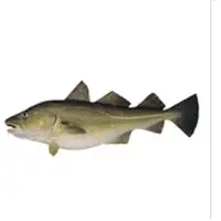 White Fish