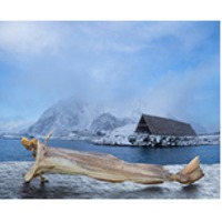Stock Fish