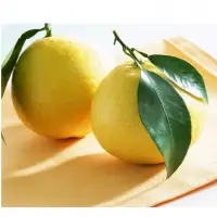 Fresh Lemon (Citrus limon)