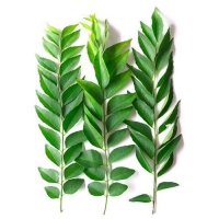 Curry Leaves (Murraya koenigii)