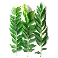 Curry Leaves (Murraya koenigii)
