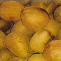 Coconut Copra