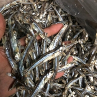 Sun Dried Anchovies