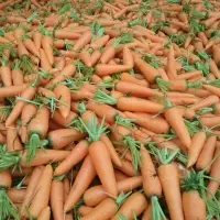 Fresh Carrot