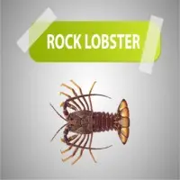 Lobster
