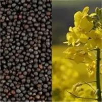 Rapeseed Meal