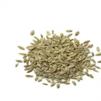 Fennel