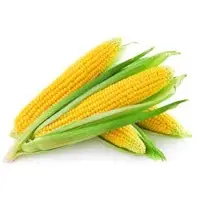 Corn