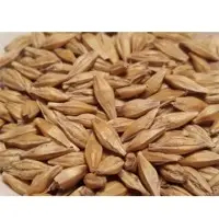 Barley Seeds