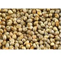Millet Seeds(Bajra)