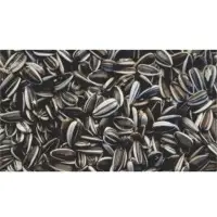 Sunflower Seeds