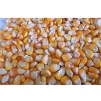 Indian Yellow Maize