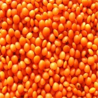 Whole Red Lentils