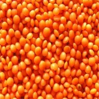 Whole Red Lentils