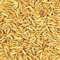 Whole Milling Oats