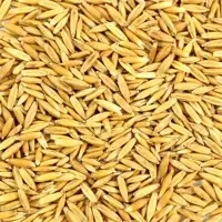 Whole Milling Oats