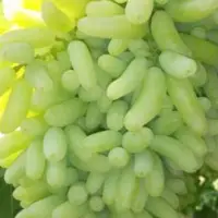 Super Sonaka Seedless Green Grapes