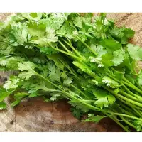 Coriander