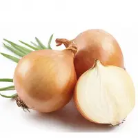 Onion